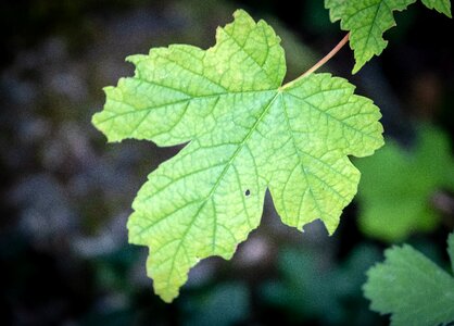 Maple leaf green close up