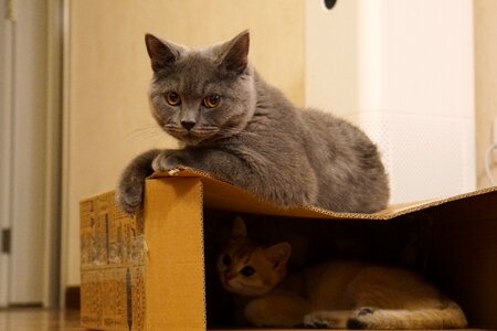Cat home house cat