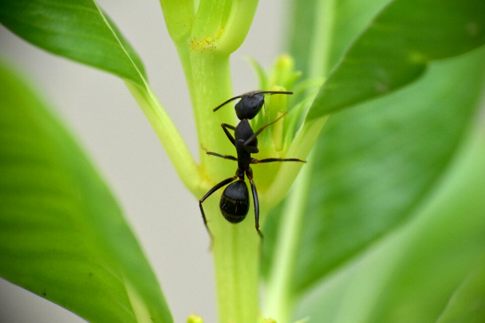 Lasius niger animalia arthopod