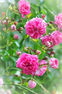 Rose garden flowers pink flowers