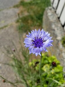 Summer garden close-up