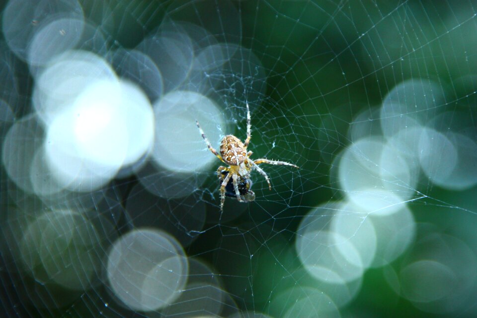 Spider insects arachnophobia