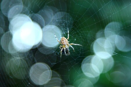 Spider insects arachnophobia