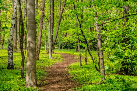 Trees path walking photo