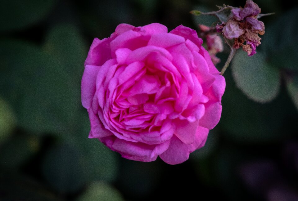 Purple blossom bloom