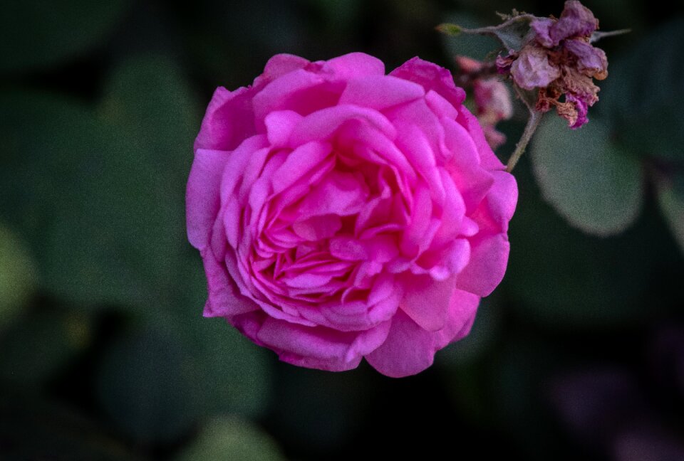 Purple blossom bloom photo