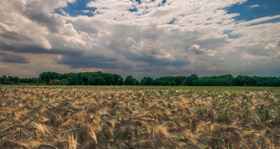 Summer agriculture harvest photo