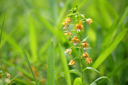Wetland flowers orchid flowers