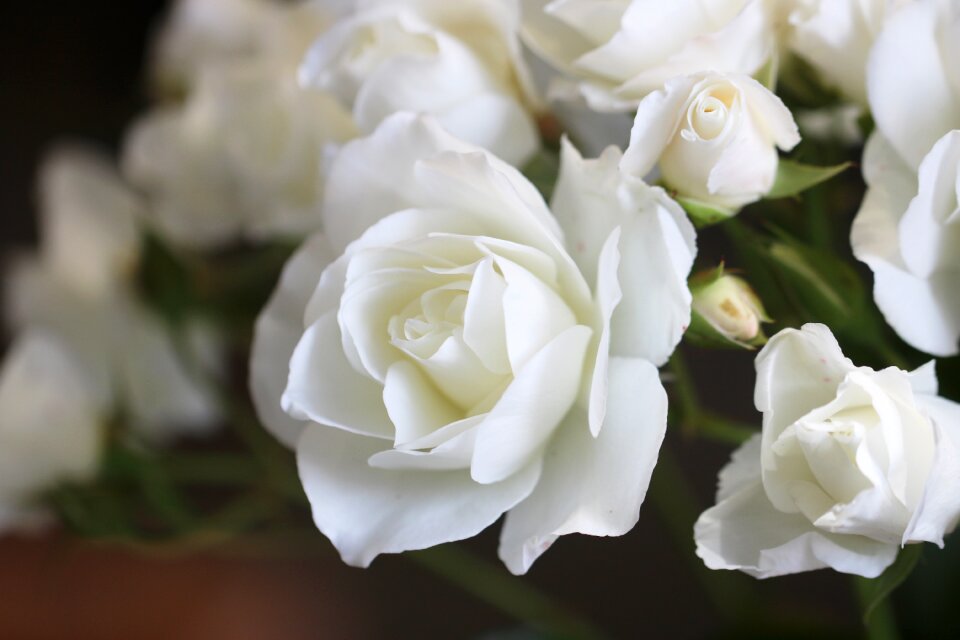Rose white rose flowers