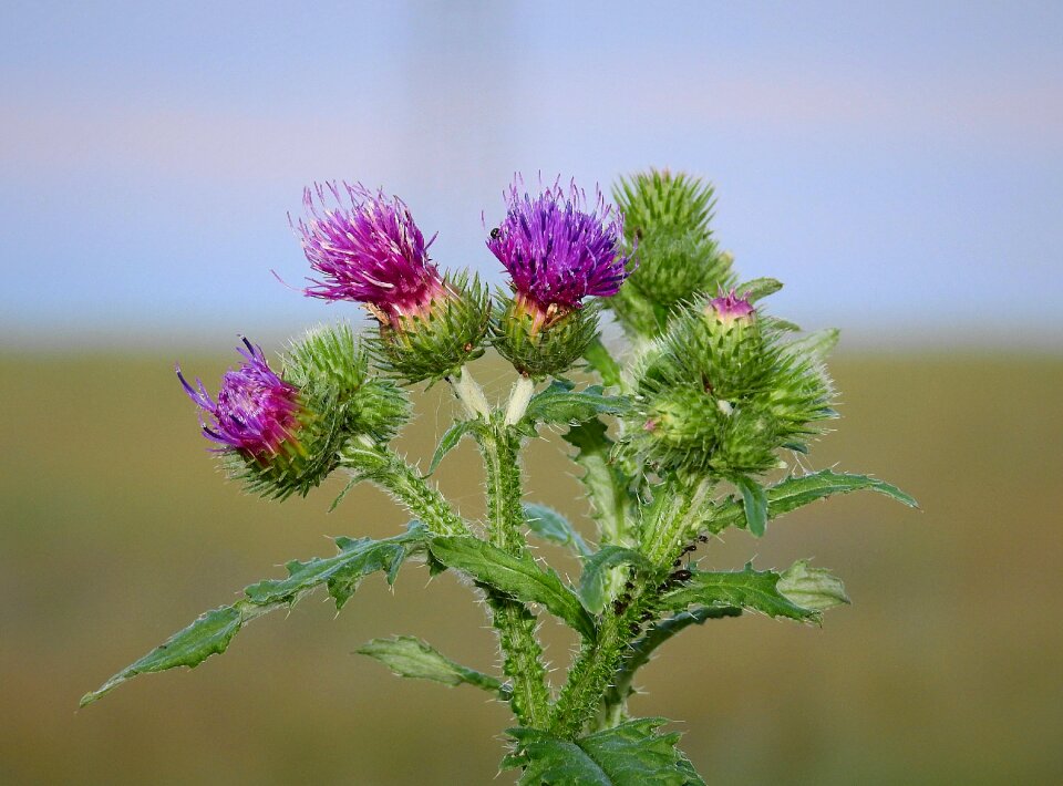 Nature flower spikes