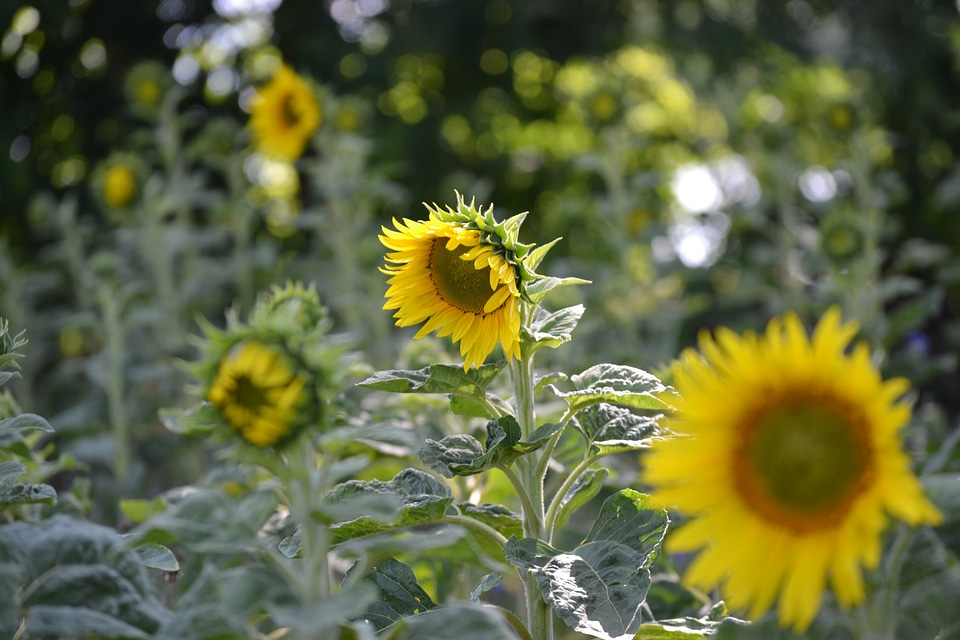 Flowers nature bloom