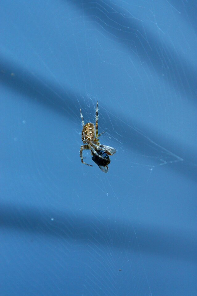 Insects arachnophobia web