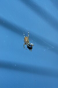 Insects arachnophobia web