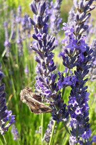 Lavender lavender flowers butterfly photo