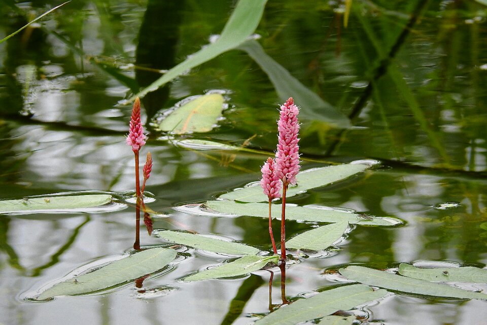 Lake water plant summer