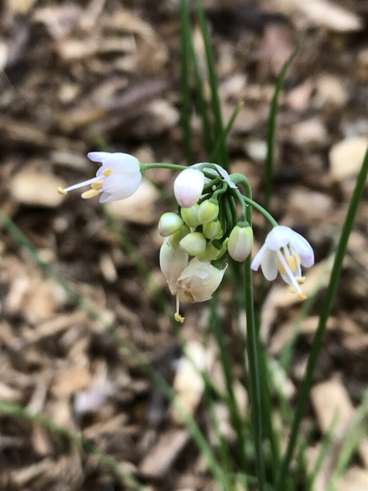 Flowering plants nature bloom