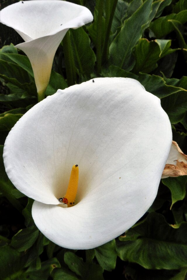 Garden summer bloom