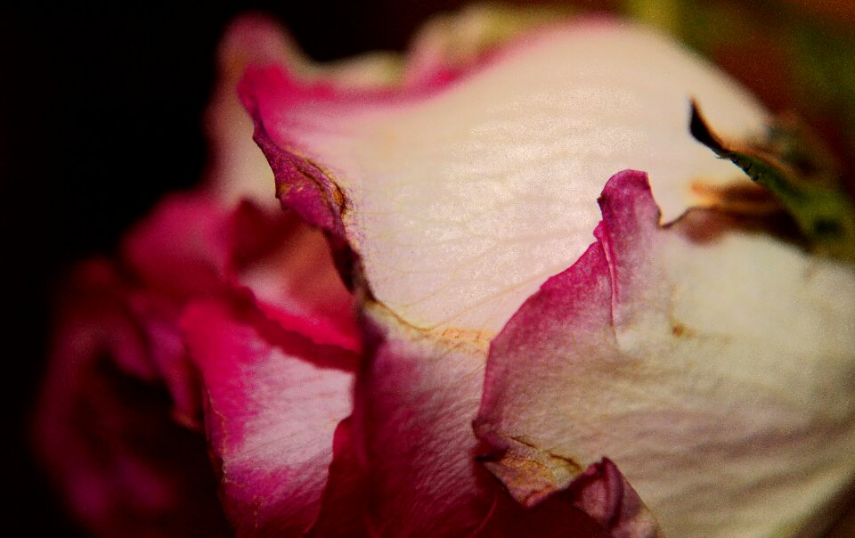 Flower nature romantic