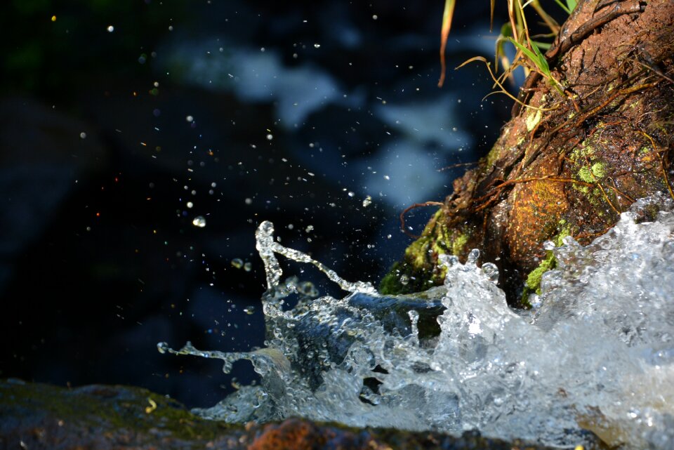 Water cascade forest