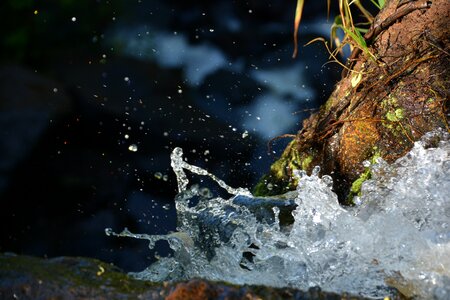 Water cascade forest