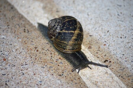 Snail animals gastropod
