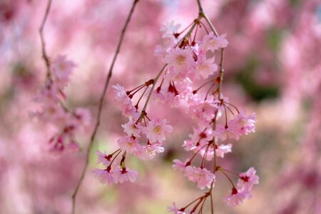 Weeping cherry cherry blossoms pink photo