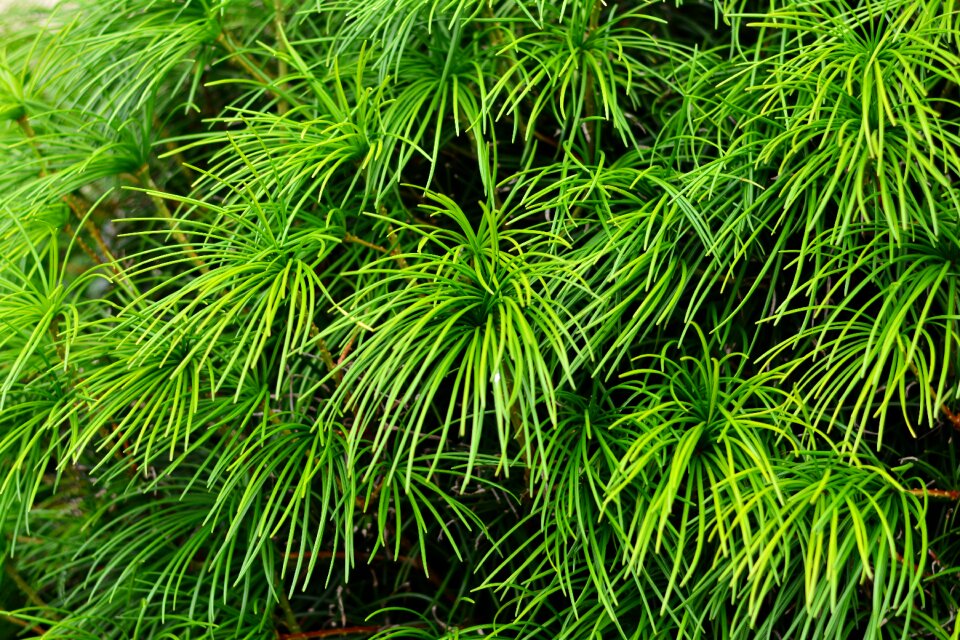 Green plant garden ornamental plant photo