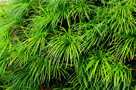 Green plant garden ornamental plant