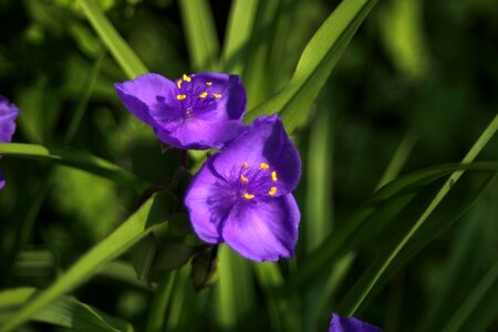 Purple of plants spring photo