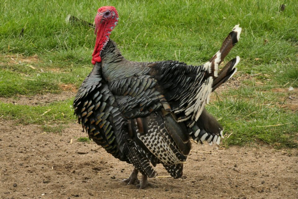 Plumage poultry bird