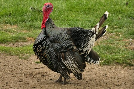 Plumage poultry bird