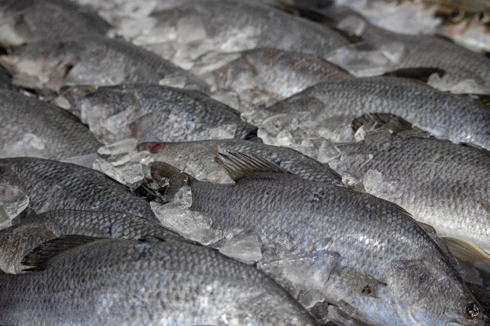 Food nature seafood
