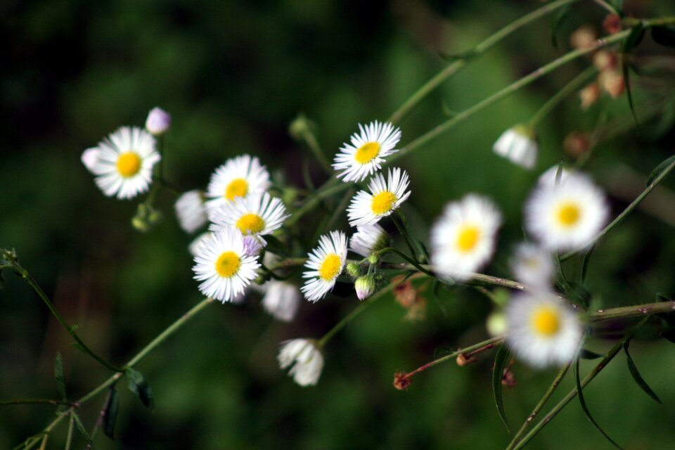 Beauty botanical grass