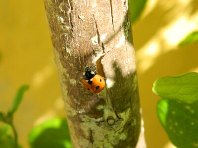 Bug insect ladybird photo