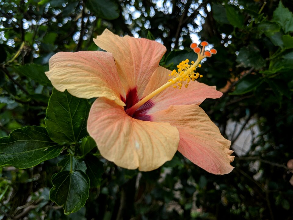 Nature blossom flora