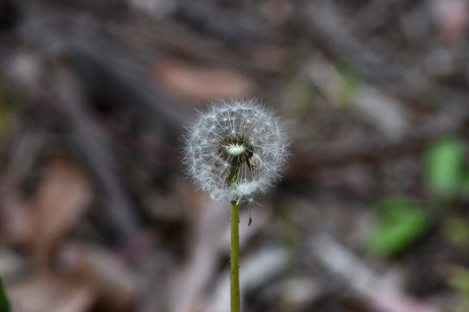 Nature bloom