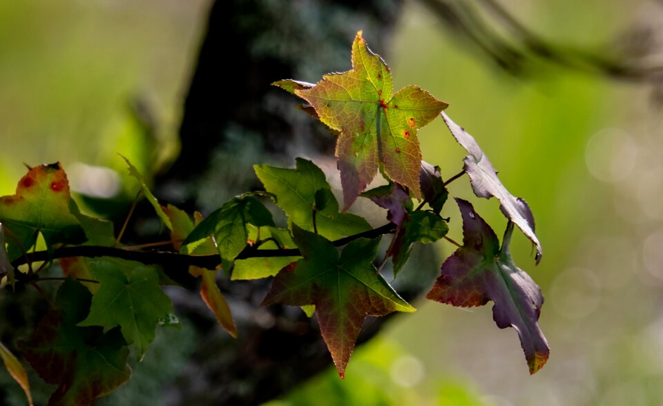 Nature plant colorful