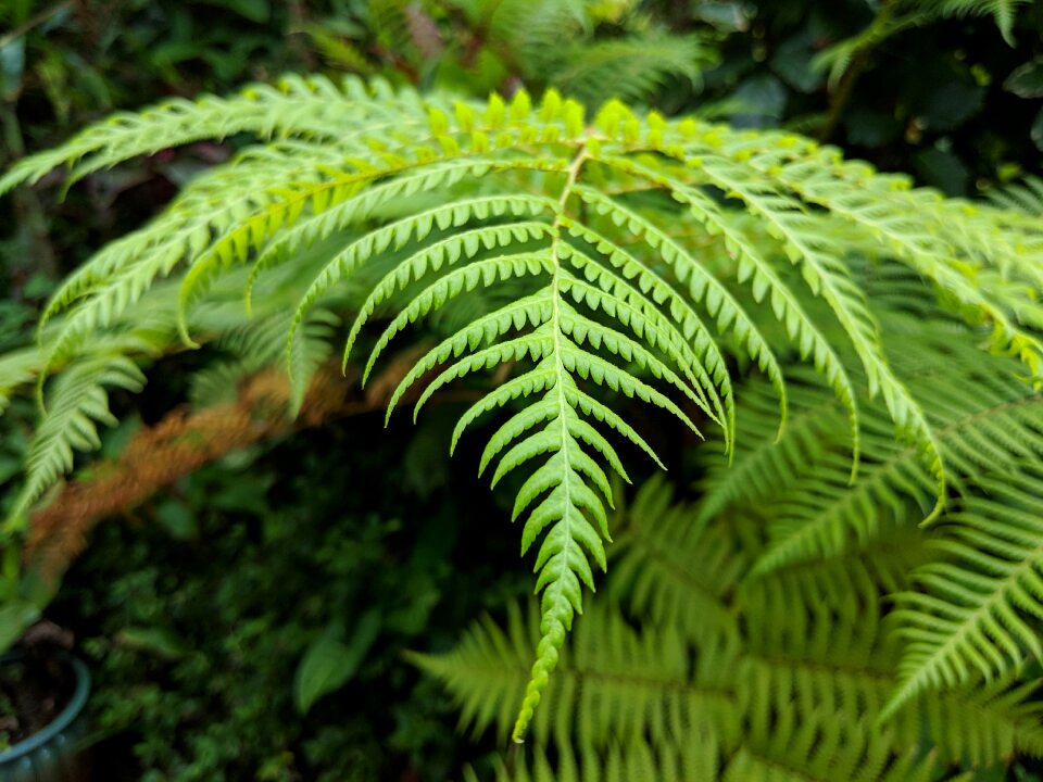 Maui flower green