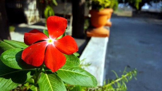 Nature flower effect