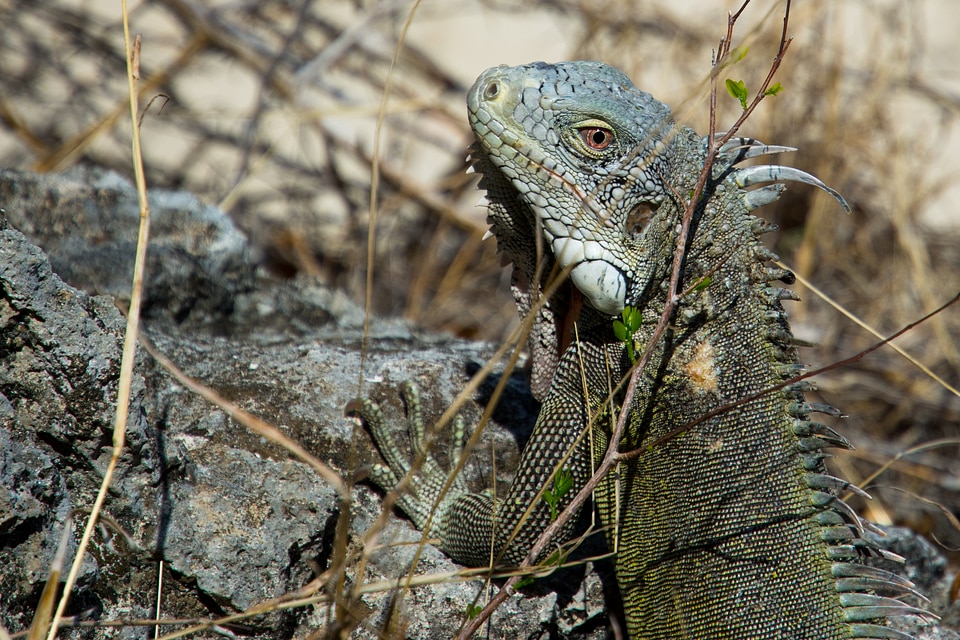 Animal wildlife wild