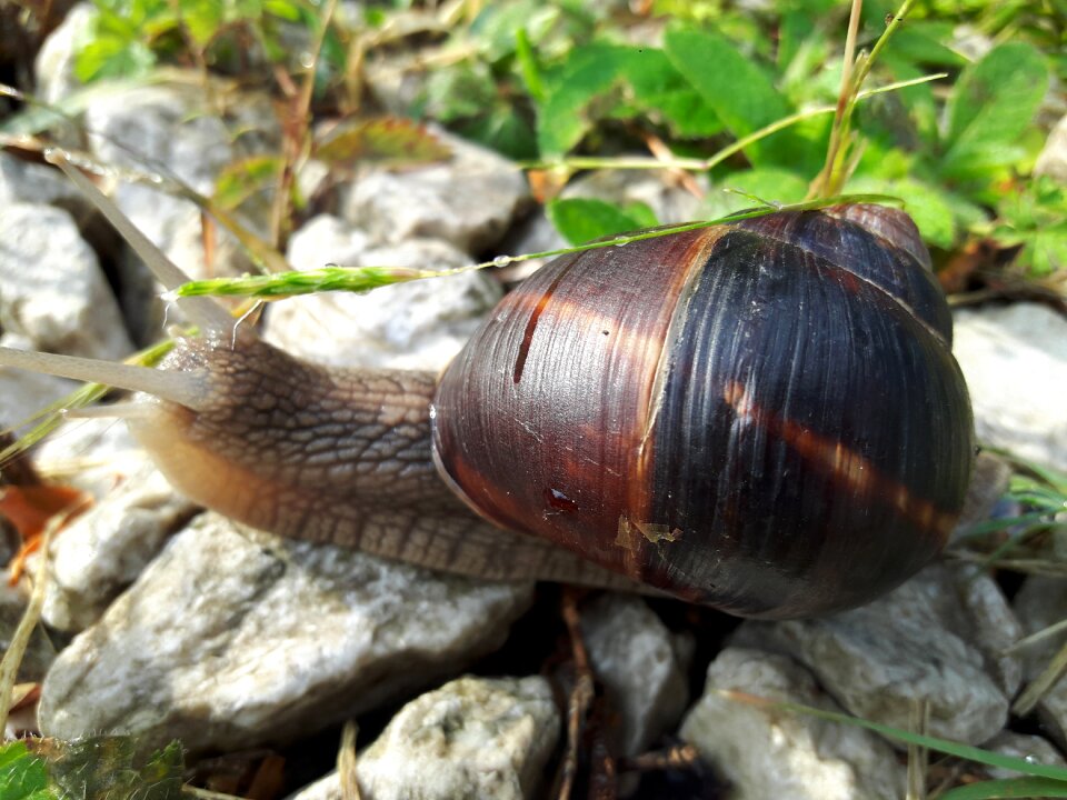 Snails slug insect