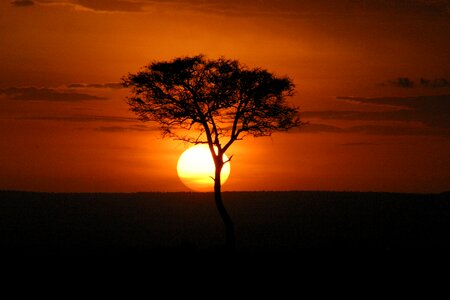 Africa acacia horizon photo