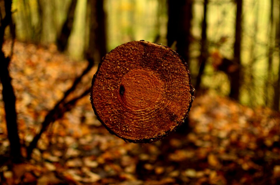 Collapse forests in the fall