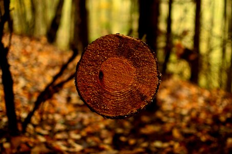 Collapse forests in the fall