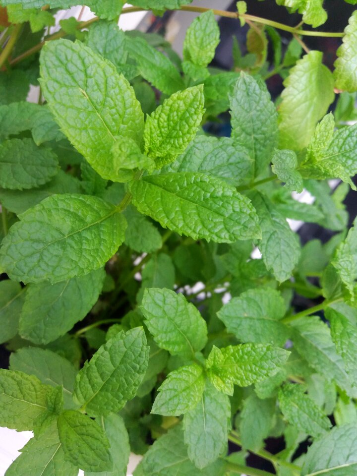 Foliage healthy fresh