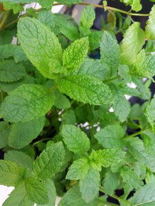 Foliage healthy fresh