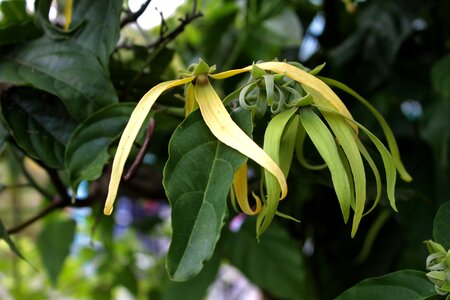 Smell plant yellow