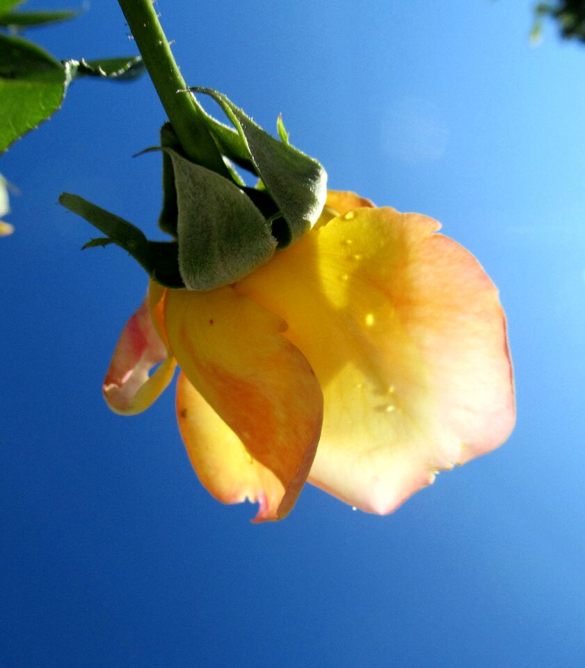 Flower rose yellow
