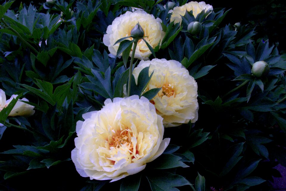 Flora blossom bloom