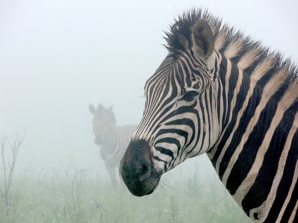 Silhouette stripes wildlife